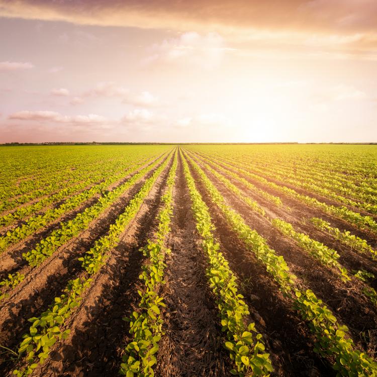  Soybean field